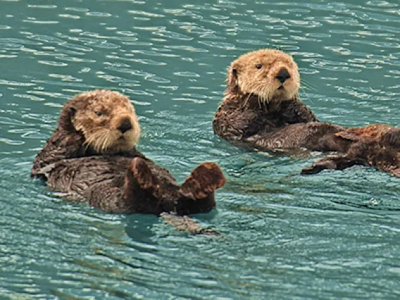 Jorgensen Brings "30,000 Foot View" to Indigenous People's Council for Marine Mammals