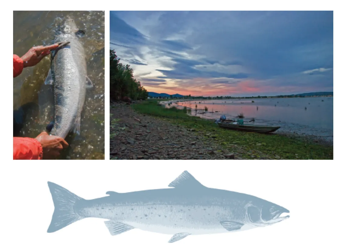 Making First Nation Law: The Listuguj Mi'Gmaq Fishery