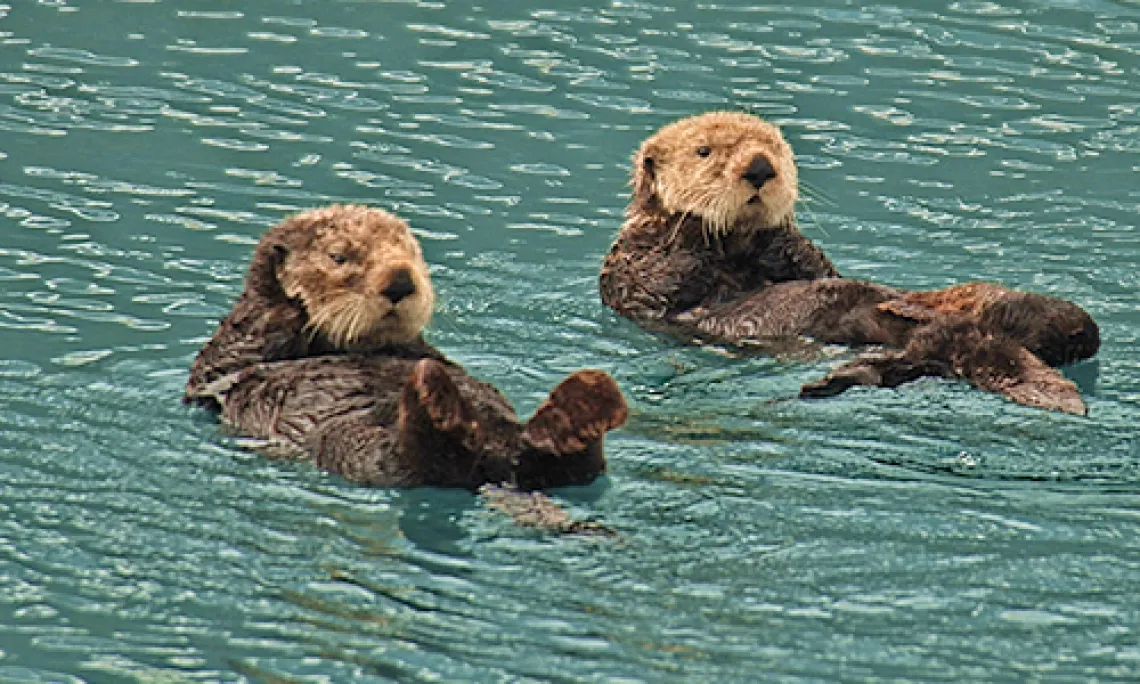 Jorgensen Brings "30,000 Foot View" to Indigenous People's Council for Marine Mammals