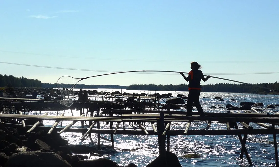 Mary Beth Jager tries her hand at dip net fishing in Tornio, Finland.