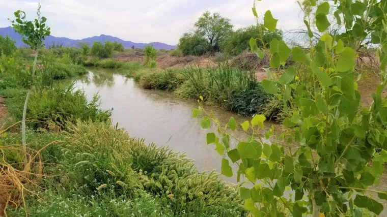 A stream flows through a rich riparian area known as Pee Posh Wetlands in Gila River Indian Community.